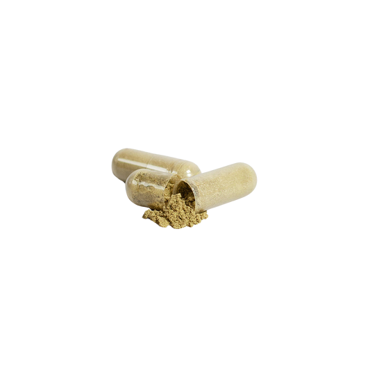 Open moringa capsule with powdered green moringa leaf spilling out